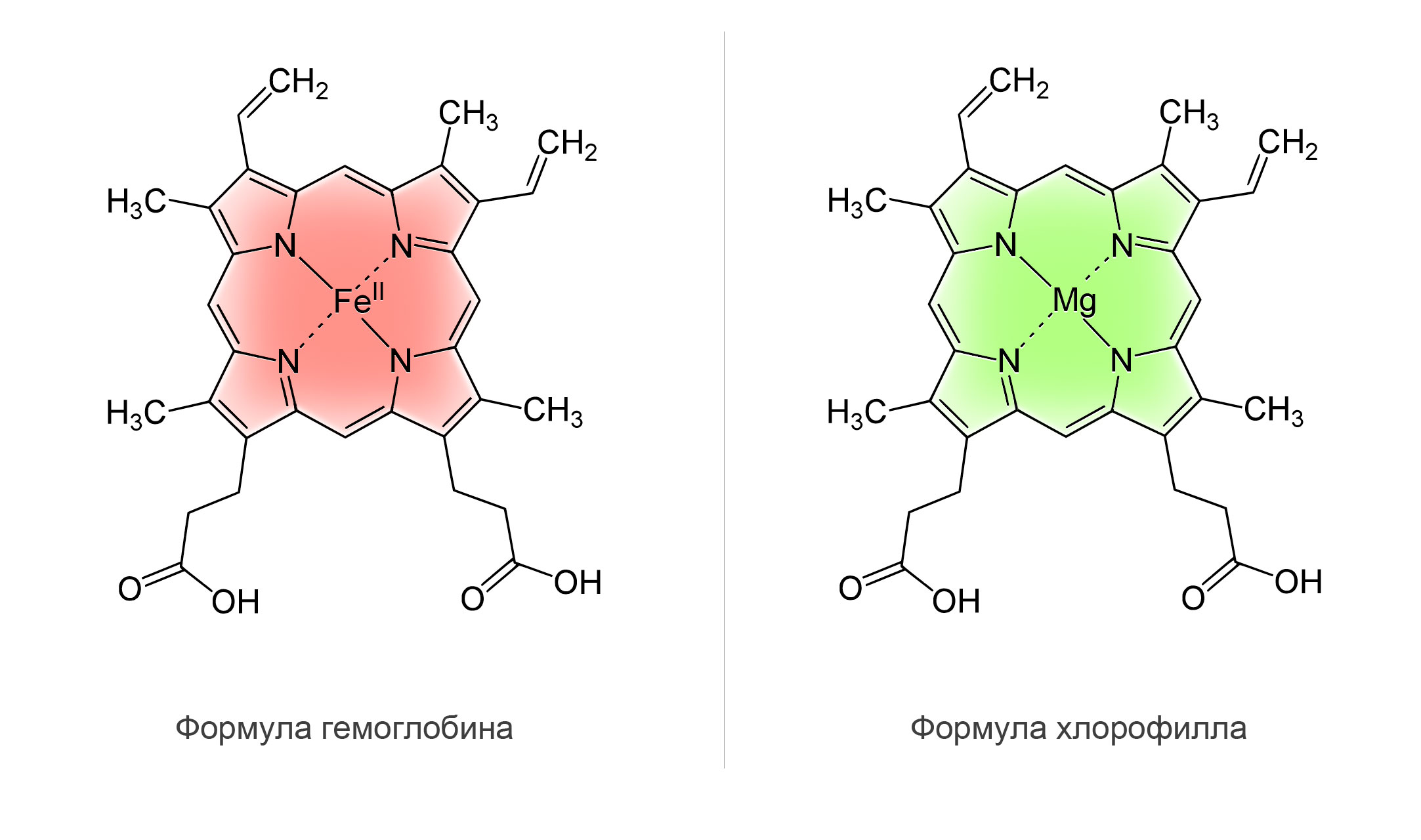 Молекула Хлорофилла и молекула гемоглобина