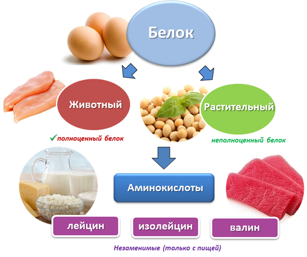 Растительный белок и животный белок в Молдове