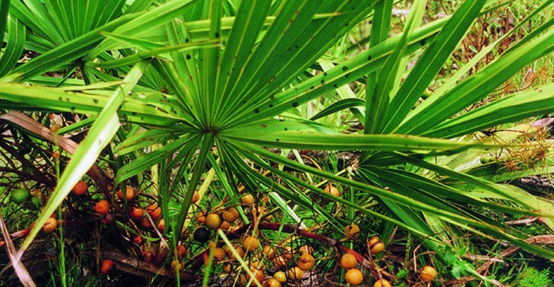 Плоды карликовой пальмы