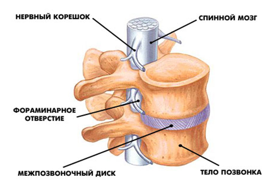 Кости остеопороз NSP