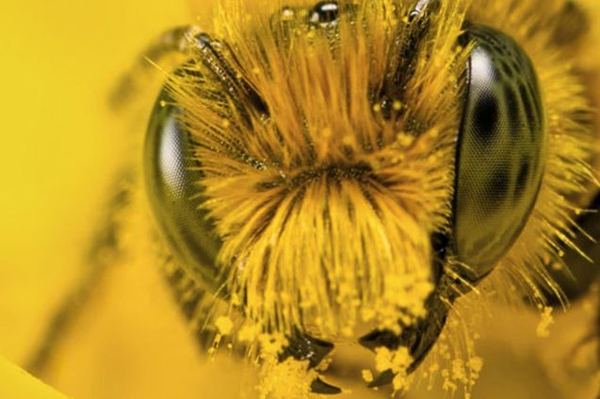 Пчелинная пыльца Молдова купить