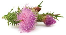 Варианты использования в народной практике