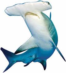 Состав 1-й капсулы: