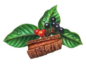 Compoziție - 1 capsulă: