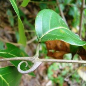 Compoziție - 1 capsulă: