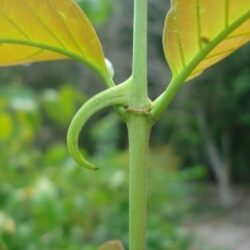 Astragalus este un stimulent al sistemului imunitar