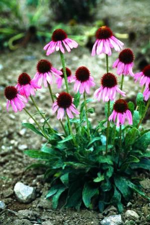 Oncologii recomandă astragalus