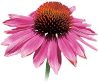 Польза аскорбиновой кислоты