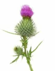 Свойства силимарина.