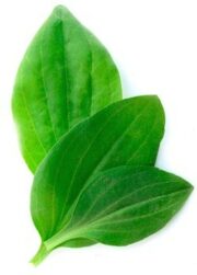 Первый этап - подготовка к восстановлению желудка (от 10 до 15 дней):