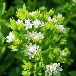 На страже горла