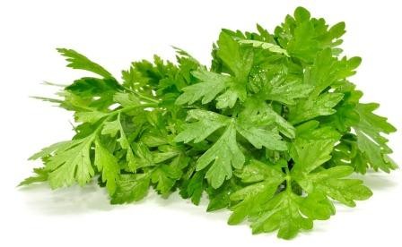 Proprietățile vindecătoare ale pătrunjelului