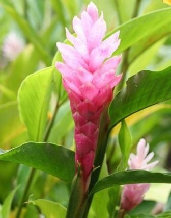 Compoziție - 1 capsulă: